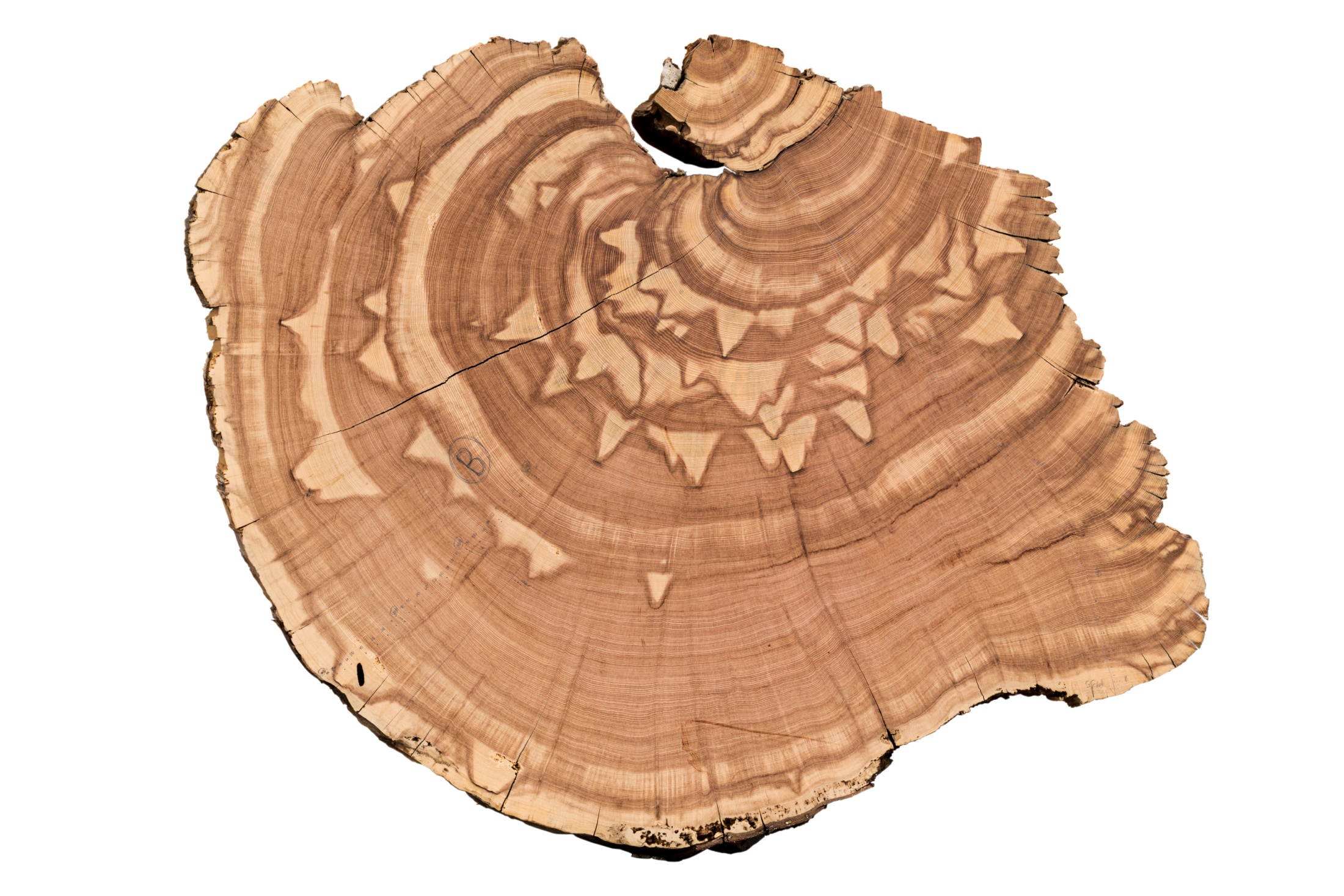 Tree ring